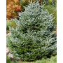 Ялиця корейська Сілберлок (Abies koreana Silberlocke) 80 см, С25