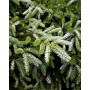 Ялиця корейська Сілберлок (Abies koreana Silberlocke) 80 см, С25