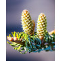 Ялиця корейська Сілберлок (Abies koreana Silberlocke) 80 см, С25