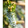 Ялиця корейська Сілберлок (Abies koreana Silberlocke) 80 см, С25