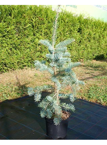 Купити або замовити Ялиці