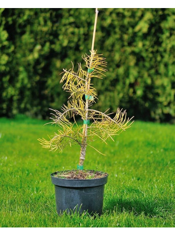 Купити або замовити Ялиці