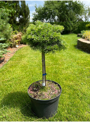 Купити або замовити Ялиці