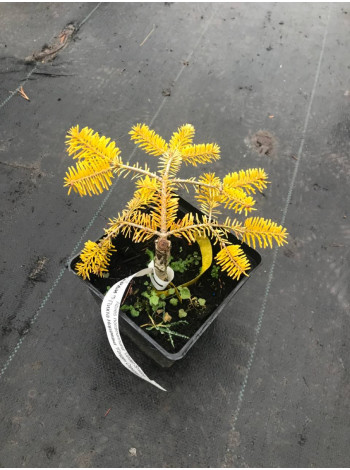 Купити або замовити Ялиці