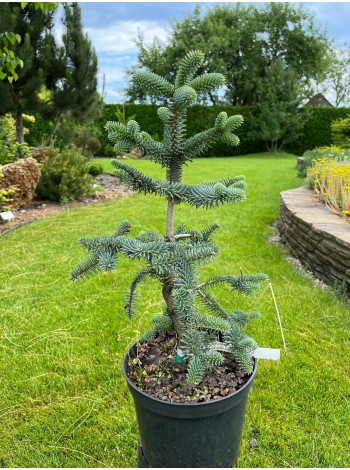 Купити або замовити Ялиці