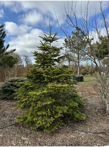  Ексклюзиви