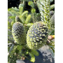 Ялиця корейська Сілберлок (Abies koreana Silberlocke) 80 см, С25