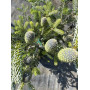 Ялиця корейська Сілберлок (Abies koreana Silberlocke) 80 см, С25