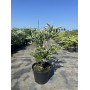 Ялиця корейська Сілберлок (Abies koreana Silberlocke) 80 см, С25