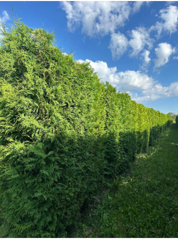  Ексклюзиви