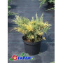 Ялівець середній Блу енд Голд (Juniperus pfitzeriana Blue and Gold) 30 см, С5
