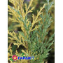 Ялівець середній Блу енд Голд (Juniperus pfitzeriana Blue and Gold) 30 см, С5
