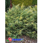 Ялівець середній Блу енд Голд (Juniperus pfitzeriana Blue and Gold) 30 см, С5