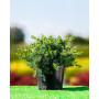 Ялівець прибережний Емеральд Сі (JUNIPERUS CONFERTA EMERALD SEA)