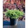 Ялівець прибережний Емеральд Сі (JUNIPERUS CONFERTA EMERALD SEA)