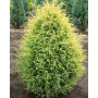 Ялівець звичайний Голд Кон (Juniperus communis Gold Cone) 40 см, С5