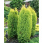 Ялівець звичайний Голд Кон (Juniperus communis Gold Cone) 40 см, С5