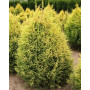 Ялівець звичайний Голд Кон (Juniperus communis Gold Cone) 40 см, С5