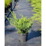 Ялівець віргінський Хетц (Juniperus virginiana Hetz) 20 см, С3