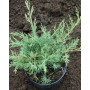 Ялівець віргінський Хетц (Juniperus virginiana Hetz) 20 см, С3