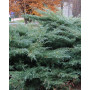 Ялівець віргінський Хетц (Juniperus virginiana Hetz) 20 см, С3