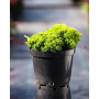 Ялівець лежачий Нана (Juniperus procumbens Nana) 40 см, С5