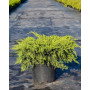 Ялівець середній Олд Голд (Juniperus medial Old Gold) 20 см, С3