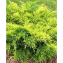 Ялівець середній Олд Голд (Juniperus medial Old Gold) 20 см, С3