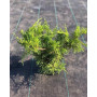 Ялівець середній Пфітцеріана Компакта (Juniperus media Pfitzeriana Compacta) 40 см, С5