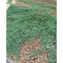 Ялівець горизонтальний Вілтоні (Juniperus horizontalis Wiltonii) 70 см, С10