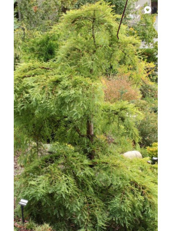 Купити або замовити Метасеквоя