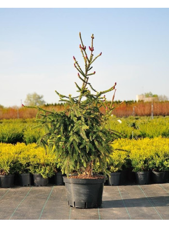 Купити або замовити Ялина