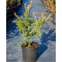 Ялина звичайна Ауреа (Picea abies Aurea) 140 см, С20