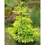 Ялина звичайна Ауреа (Picea abies Aurea) 140 см, С20