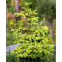 Ялина звичайна Ауреа (Picea abies Aurea) 140 см, С20