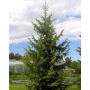 Ялина звичайна Ауреа (Picea abies Aurea) 140 см, С20