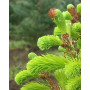 Ялина звичайна Ауреа (Picea abies Aurea) 140 см, С20