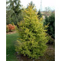 Ялина звичайна Ауреа Магніфіка (Picea abies Aurea Magnifica) 120 см, С10