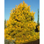 Ялина звичайна Ауреа Магніфіка (Picea abies Aurea Magnifica) 120 см, С10