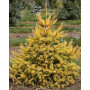 Ялина звичайна Ауреа Магніфіка (Picea abies Aurea Magnifica) 120 см, С10