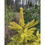 Ялина звичайна Ауреа Магніфіка (Picea abies Aurea Magnifica) 120 см, С10