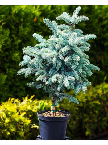 Купити або замовити Ялина