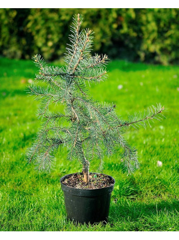 Купити або замовити Ялина