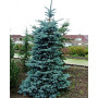 Ялина колюча Еріх Фрам (Picea pungens Erich Frahm) 100 см, С10