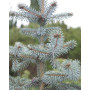 Ялина колюча Еріх Фрам (Picea pungens Erich Frahm) 100 см, С10