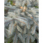 Ялина колюча Еріх Фрам (Picea pungens Erich Frahm) 100 см, С10