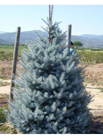 Купити або замовити Ялина