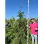 Ялина звичайна Фробург (Picea abies Frohburg) 100 см, С10