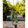 Ялина звичайна Фробург (Picea abies Frohburg) 120 см, С25