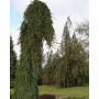 Ялина звичайна Фробург (Picea abies Frohburg) 280 см, WRB